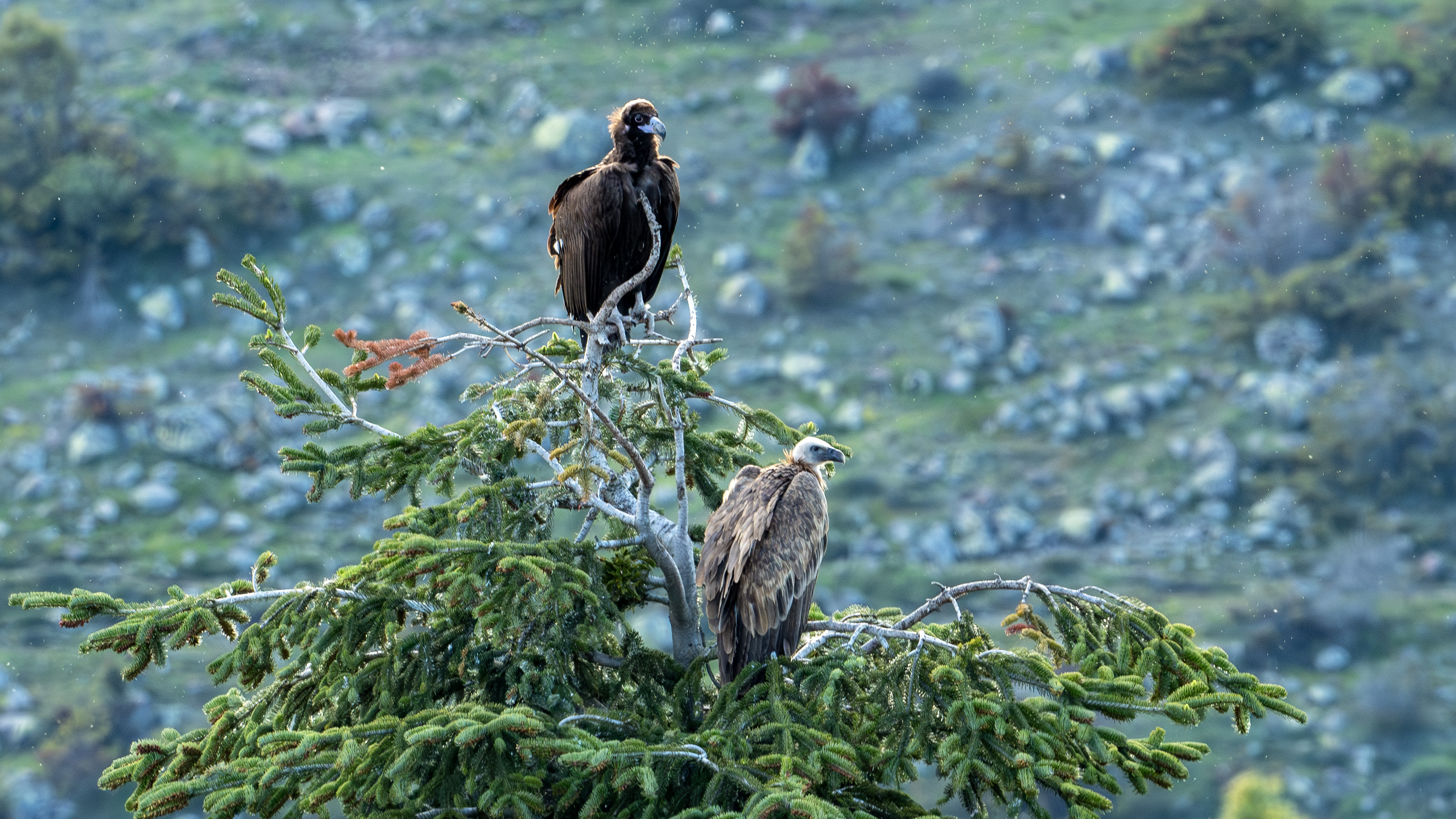 Eurasian Griffon